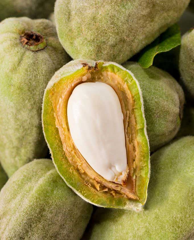 Almond in its shell.